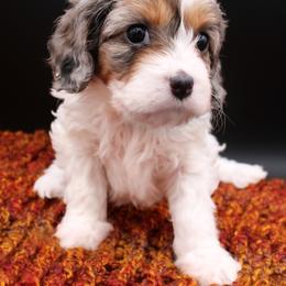 Cavalier King Charles Spaniel, Cavapoo, Havanese, and Havapoo Puppies from Grayfinn House
