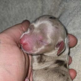 Boy 2 - Dapple male Dachshund puppy in Klamath Falls, Oregon from Real Tea Mini Dachshunds
