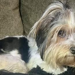 Yorkshire Terriers from Ricketta’s Yorkie Babies