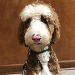Nobel Gus - Goldendoodle