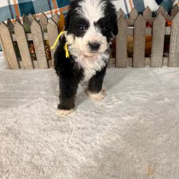 Supergirl - Black and white female Bernedoodle puppy in Luana, Iowa from Country View Bernedoodles and Goldendoodles