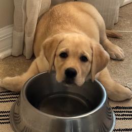 Labrador Retriever Puppies from New England Premier English Labradors