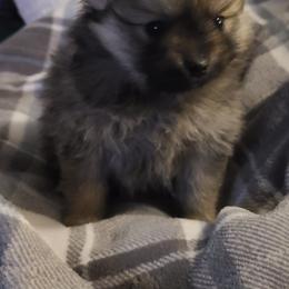 Pomeranian Puppies from Bella Luna Pomeranians