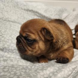 French Bulldogs from San Antonio Frenchies AKA Chingón Line Frenchies