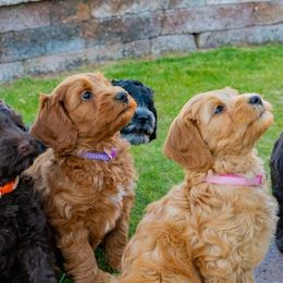 Australian Labradoodle puppies from Happy-Go-Lucky Australian Labradoodles