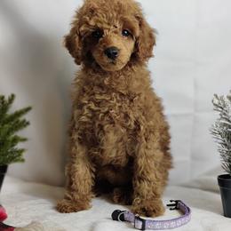 Coton de Tulear and Poodle Puppies from Legacy Pets