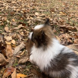 Papillon Puppies from Tylane Papillons