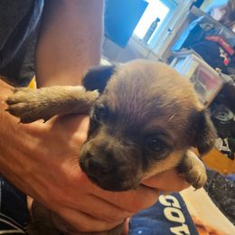 Orange - Black sabled fawn female Chihuahua puppy in Bethlehem, Pennsylvania from Steel City Exotics