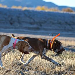 Bracco Italiano puppies from HighBrassGunDogs