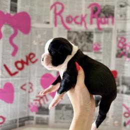 Bailey - Brindle male Boxer puppy in Upper Sandusky, Ohio from Rock Run Homestead