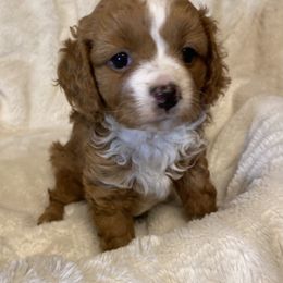Cavalier King Charles Spaniel and Cavapoo Puppies from PJE Cavs and Poos