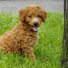 Ryan - Apricot male Goldendoodle puppy in Augusta, West Virginia from Creation Goldedoodles