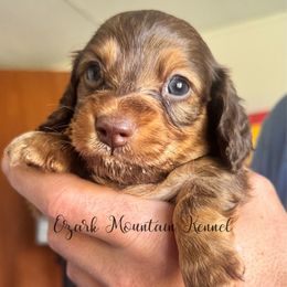 Blaze - Red male Dachshund puppy in Conway, Missouri from Ozark Mountain Kennel