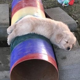Golden Retrievers from Journey Golden Retrievers