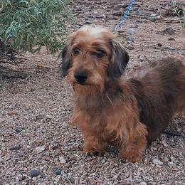 Nena - Dachshund