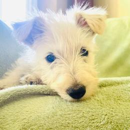 Sparky - Wheaten male Scottish Terrier puppy in Coeur D'alene, Idaho from Kimball Kennels