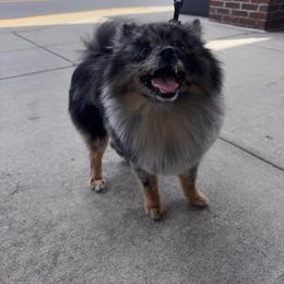 Eggo - Blue merle male Pomeranian puppy in Newport News, Virginia from Nel’s Pomeranians