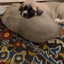 Boy 1 - Gray fawn Anatolian Shepherd Dog puppy in Michigan from T&S Anatolians
