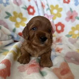 Tia - Red  female Goldendoodle puppy in Shingle Springs, California from Creamy Retrievers