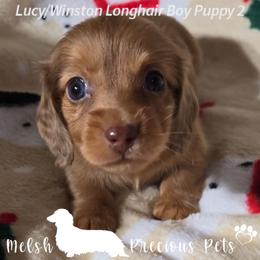 Puppy 2 ( Boy 2) - Dapple male Dachshund puppy in Anamosa, Iowa from Melsh Precious Pets