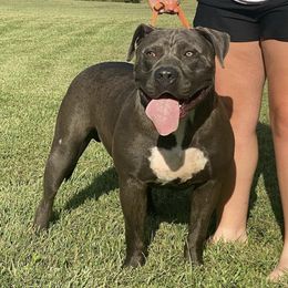 American Bullies from Squyres Southern Bullies