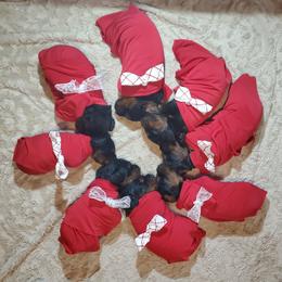 Gordon Setter puppies from Katherine's Golden Retrievers, Gordon Setters, and English Setters