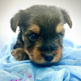 Tiki - Black and tan female Yorkshire Terrier puppy in Rio, Illinois from Sunny Sky Yorkies