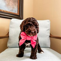 Poppi - Chocolate female Australian Labradoodle puppy in Orlando, Florida from Delano Australian Labradoodles