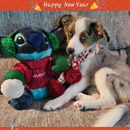 Toy Australian Shepherd All Grown Up from Alexandra Meadors