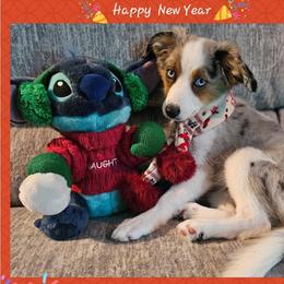 Toy Australian Shepherd All Grown Up from Alexandra Meadors