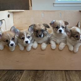 Pembroke Welsh Corgis from Wild Rose Pembroke Welsh Corgis