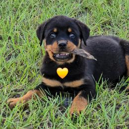 Border Collie and Rottweiler Puppies from K&R RANCH KENNELS