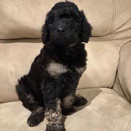 Delta - Phantom female Poodle puppy in Troy, New Hampshire from SP Standard Poodles
