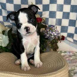 Sonny - Black and white male Boston Terrier puppy in Mountain Home, Arkansas from B and T Lewis Farms