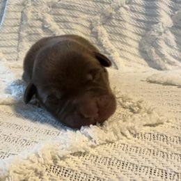 Blanton - Chocolate male Labrador Retriever puppy in Lucasville, Ohio from Backwoods Labradors