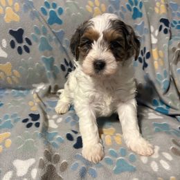 Brown-Mini - Parti female Goldendoodle puppy in Millville, New Jersey from Michelle's Doodles