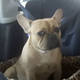 French Bulldogs from Gisclair Farm