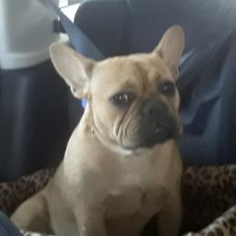 French Bulldogs from Gisclair Farm