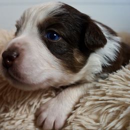 Dumpling - Red tri-color female Australian Shepherd puppy in Coatesville, Pennsylvania from Little Acre Aussies