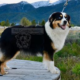 Bonnie - Miniature American Shepherd