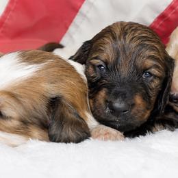 Maverick - Red male Dachshund puppy in Texarkana, Texas from Lolo&CoDachshunds