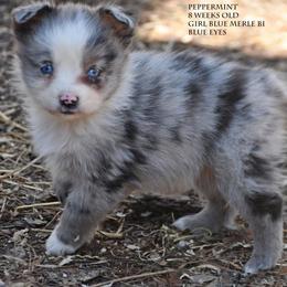 Peppermint - Blue merle female Miniature Australian Shepherd puppy in Patterson, North Carolina from DreamLine Aussies
