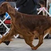 Irish Setters from Phantassie