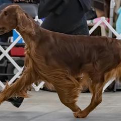 Irish Setters from Phantassie
