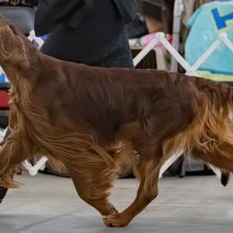 Irish Setters from Phantassie