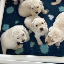 Golden Retriever Puppies from Wine Country Goldens