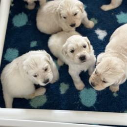 Golden Retriever Puppies from Wine Country Goldens