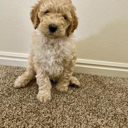 Bernedoodle and Labradoodle Puppies from Royal Doodles