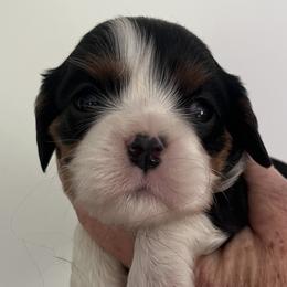 Tri female 2 - Tri-color female Cavalier King Charles Spaniel puppy in Danville, Pennsylvania from RoaringCreek