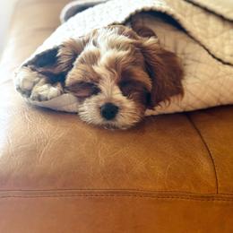 Ollie - Red male Cavapoo puppy in California from Tinkerpups